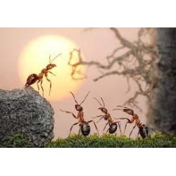 Bài học lãnh đạo từ loài kiến